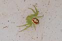 Diaea_evanida_D7740_Z_88_North Stradbroke island_Australie